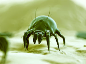dust-mites
