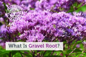 gravel-root-blog-300x199