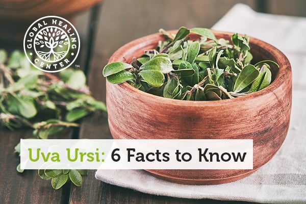 uva-ursi