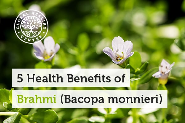 bacopa-monnieri