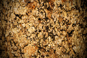 bark