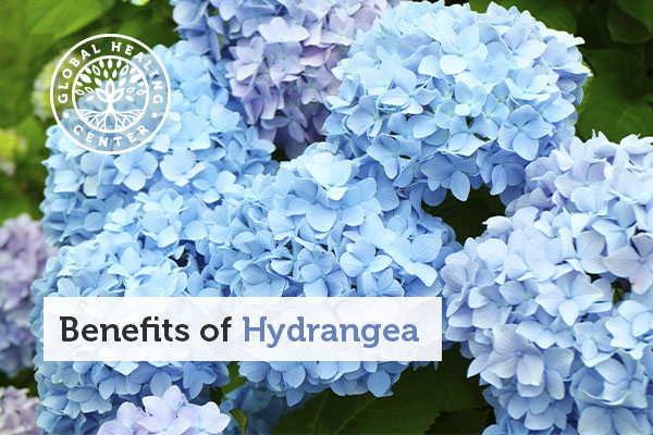benefits-of-hydrangea