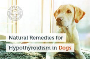 hypothyroidism-in-dog-blog-300x199