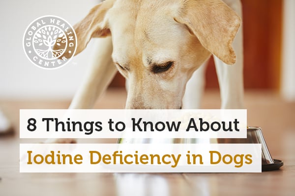 iodine-deficiency-in-dogs