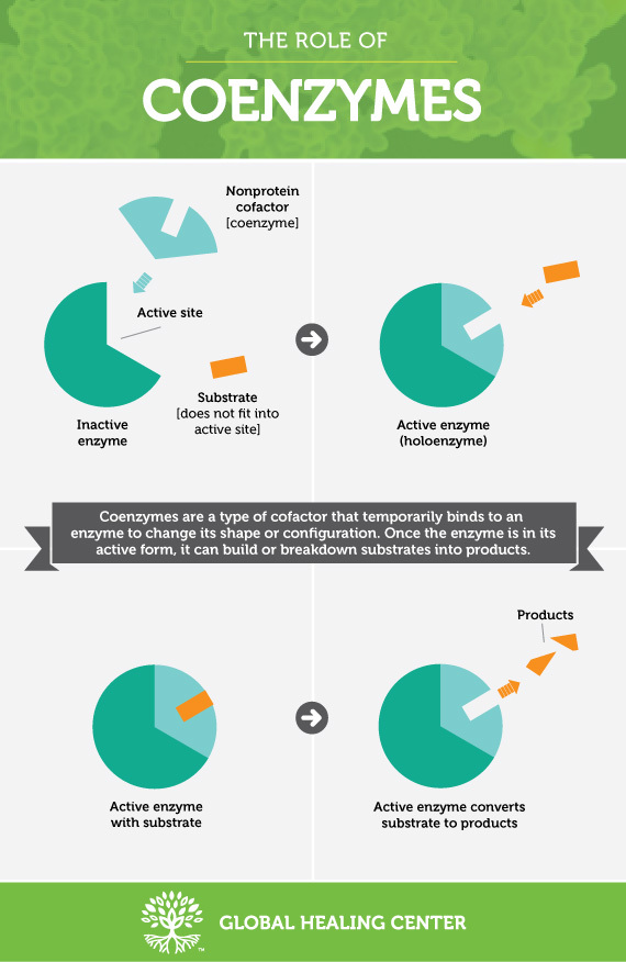coenzyme-infograph-desktop