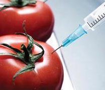genetically_modified_foods
