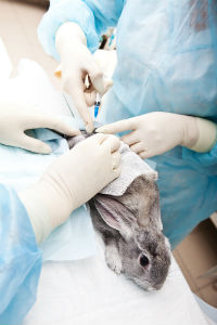 animal-testing-rabbit