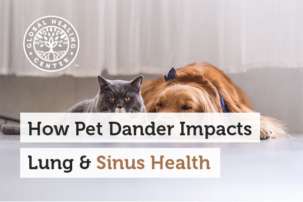 pet-dander impacts lung