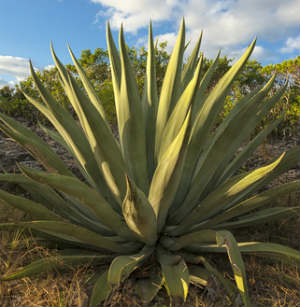 agave-plant
