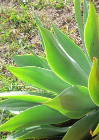 agave_plant_01