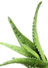 aloe-vera-01a