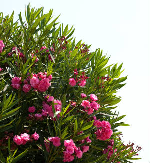 oleander_bush