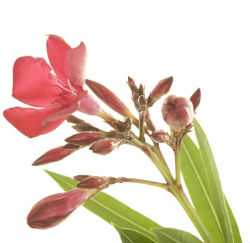 oleander_flower