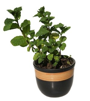 spearmint-small
