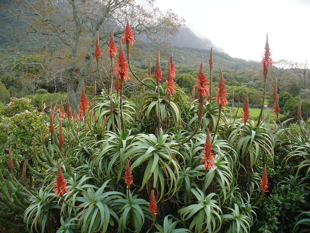 aloe-arborescens