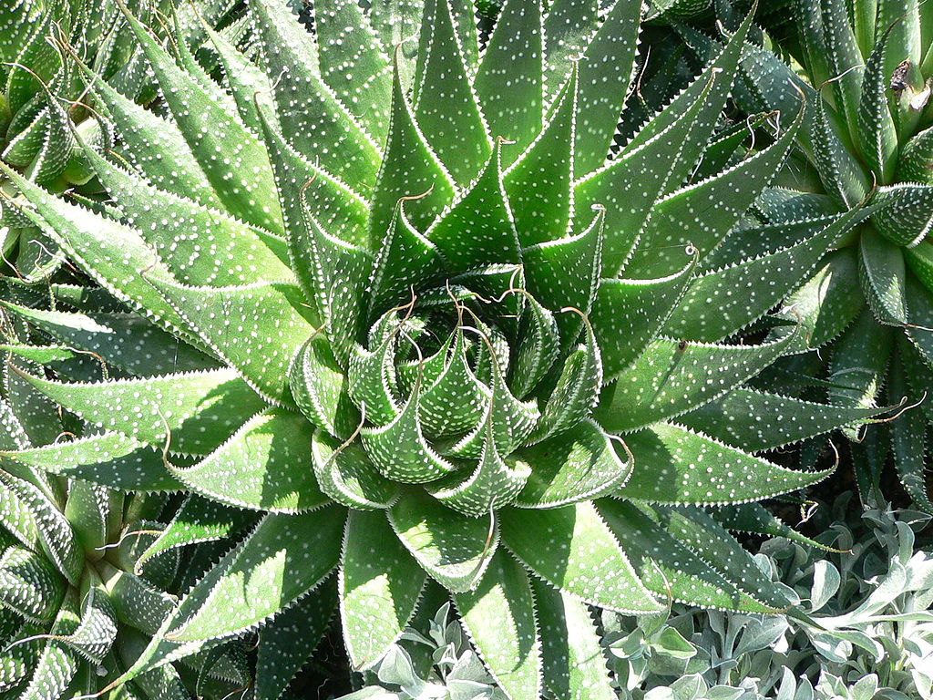 aloe-aristata