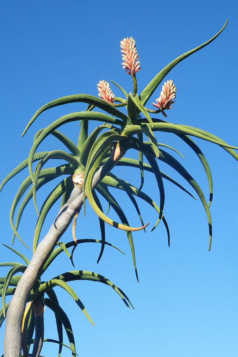 aloe-barberae