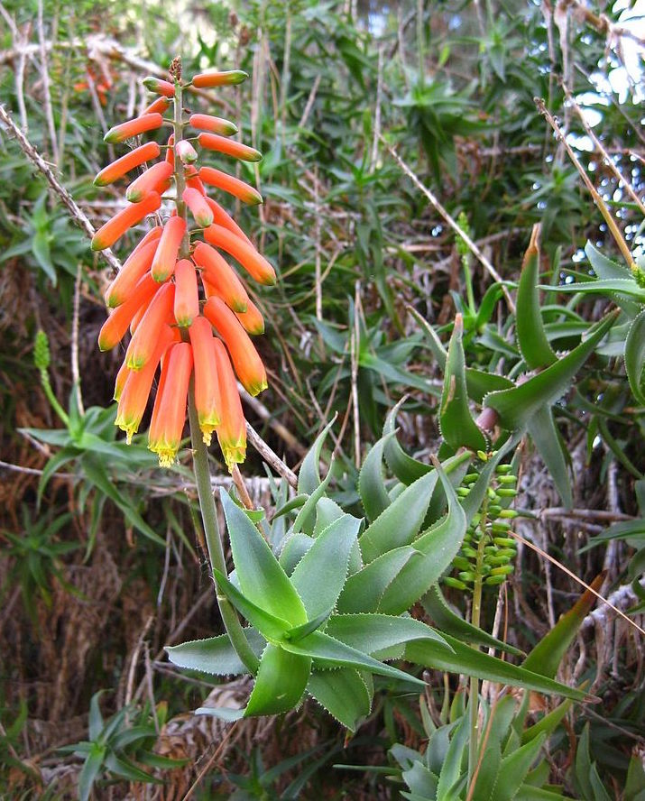 aloe-ciliaris