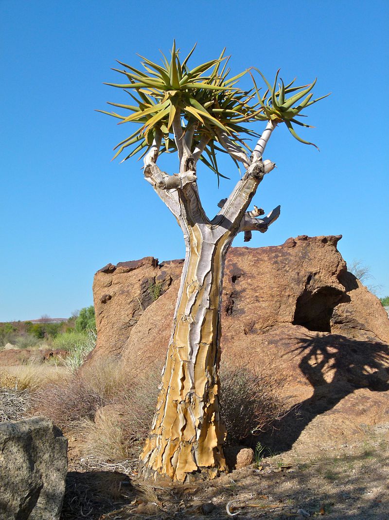 aloe-dichotoma