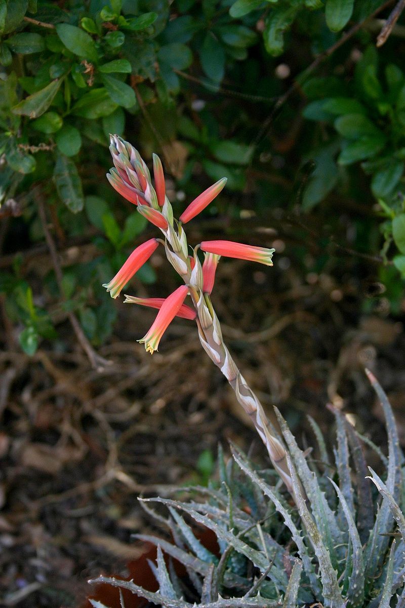 aloe-humilis