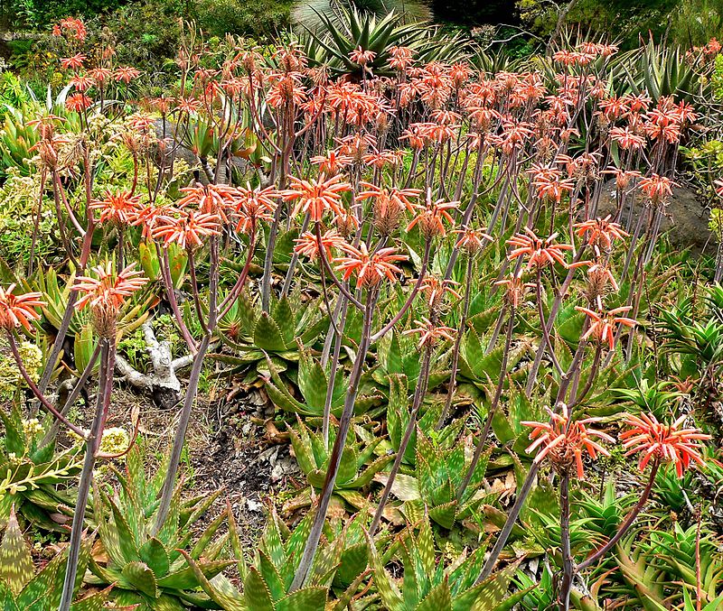 aloe-maculata