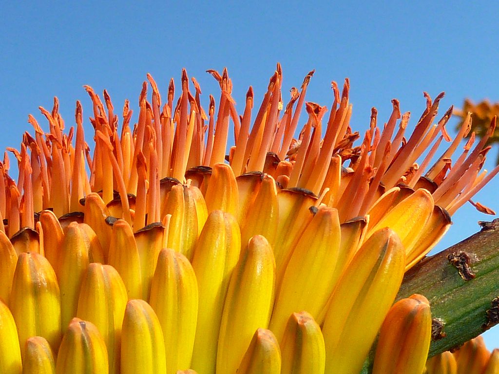 aloe-marlothii