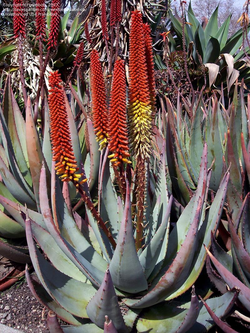 aloe-petricola