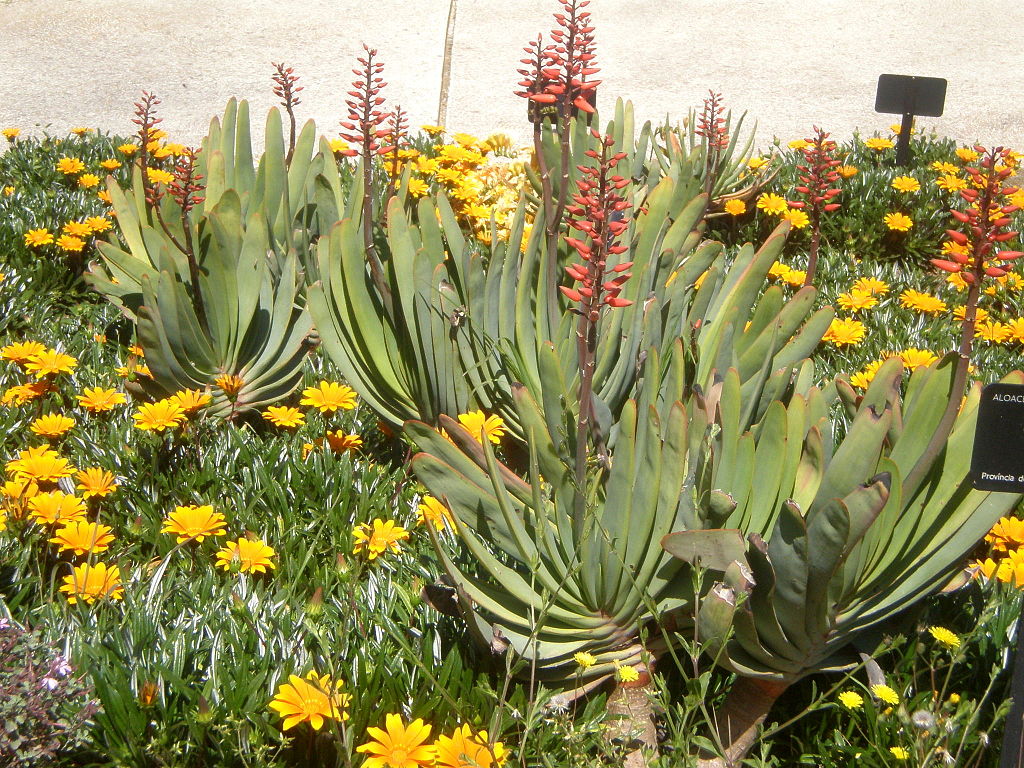 aloe-plicatilis