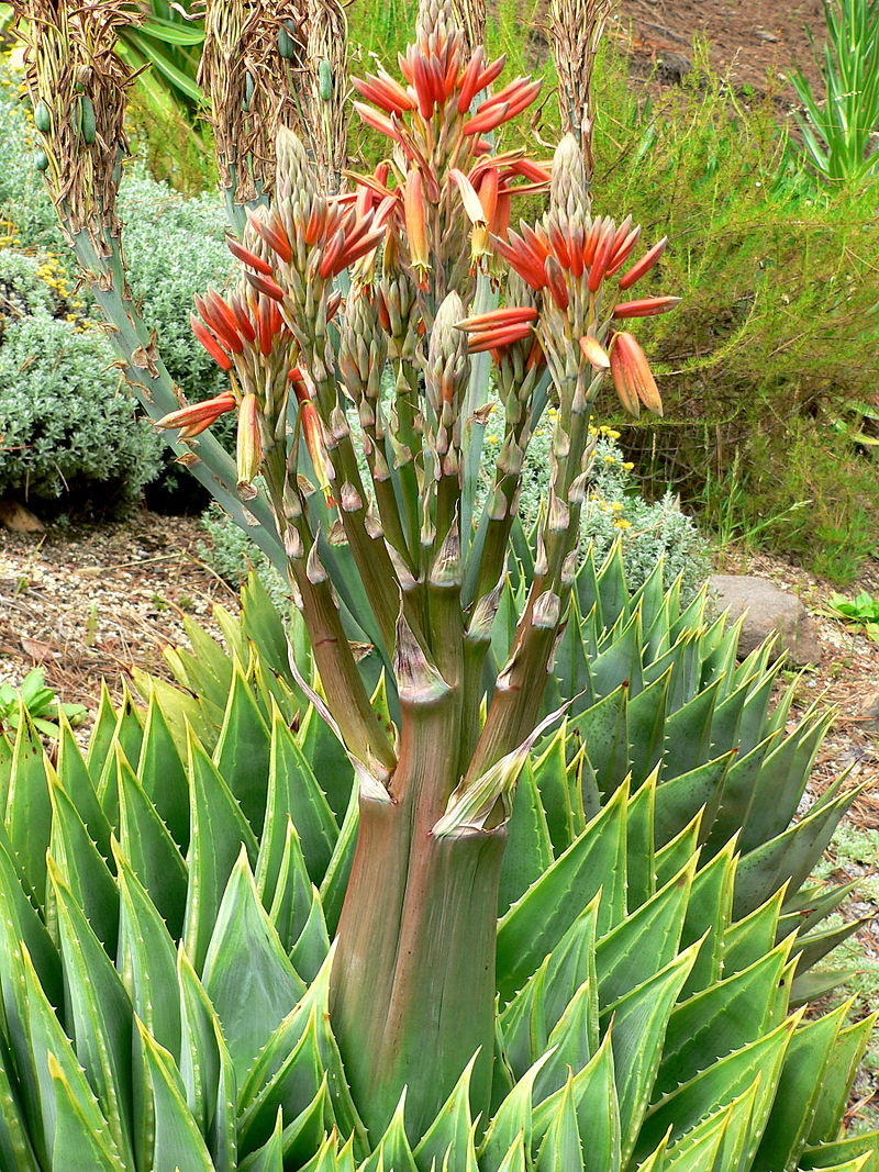 aloe-polyphylla