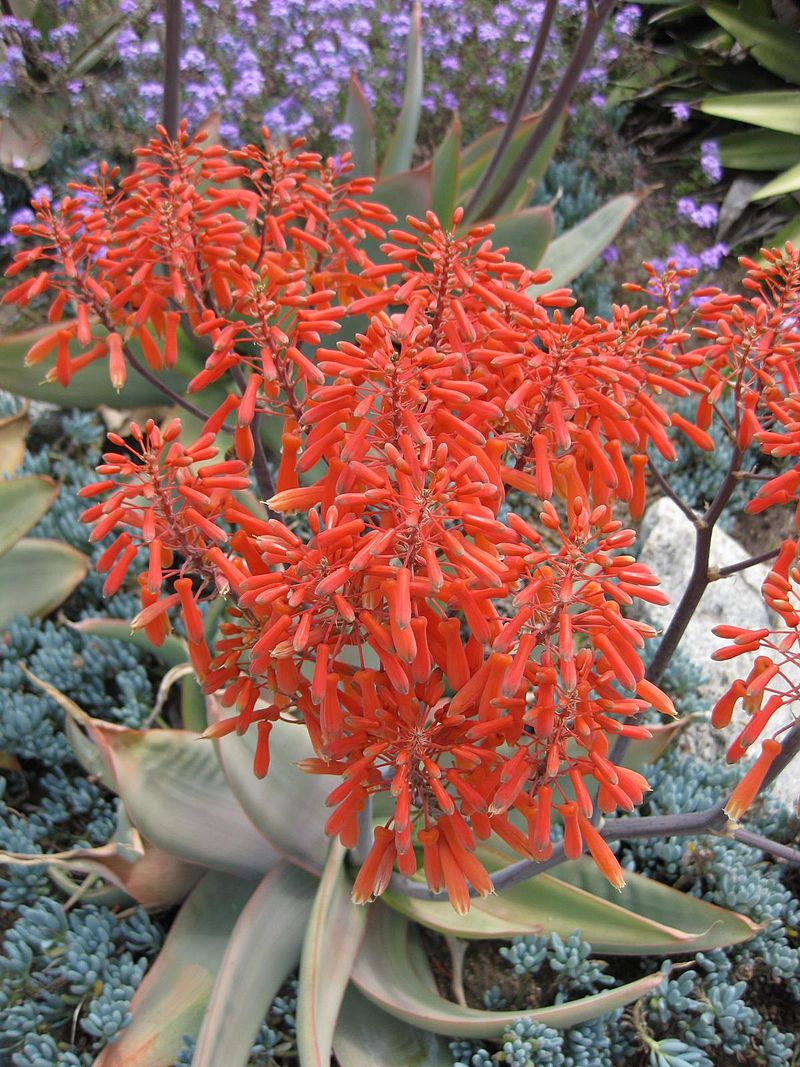 aloe-striata