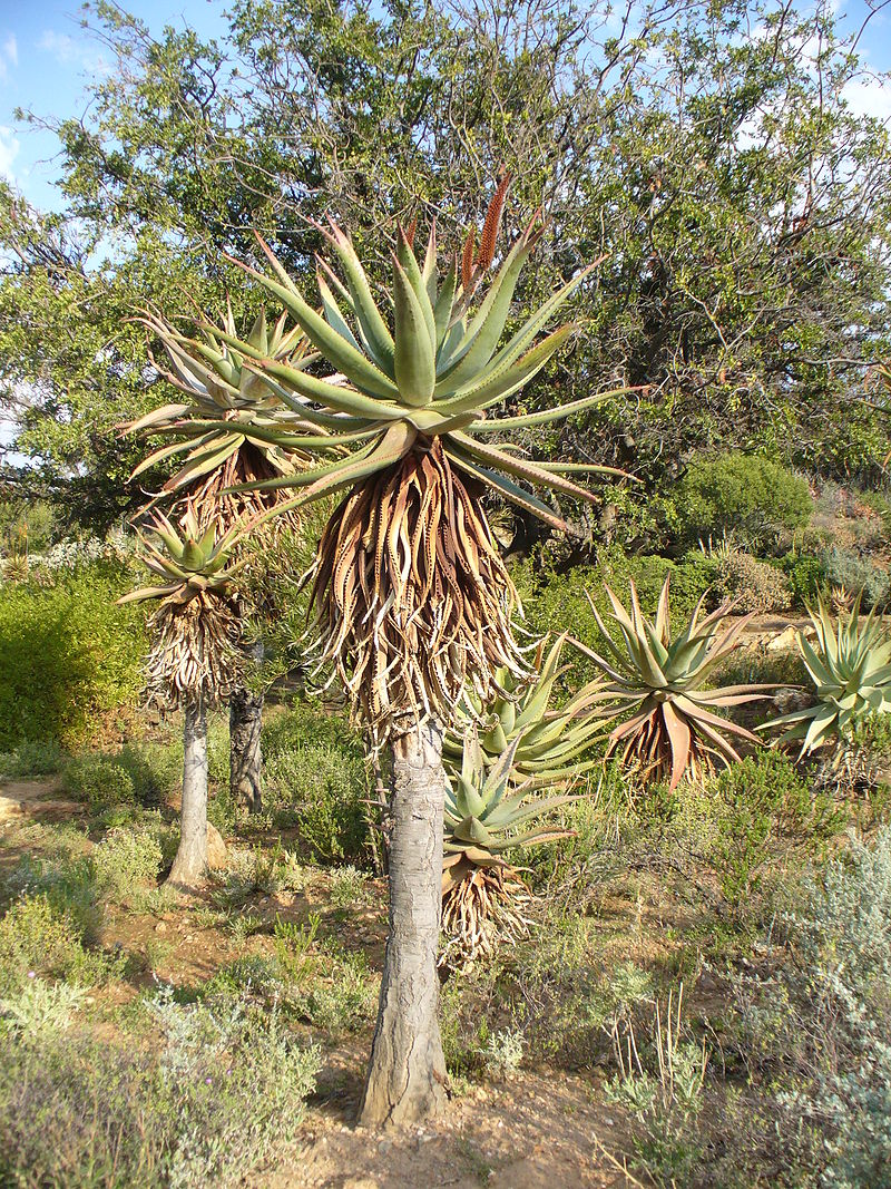 cape-aloes