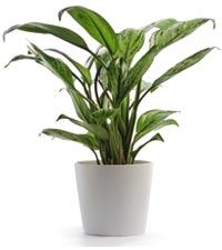 great-plant-option-for-cleansing-indoor-environment