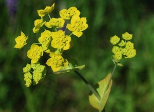 bupleurum-chinese-small