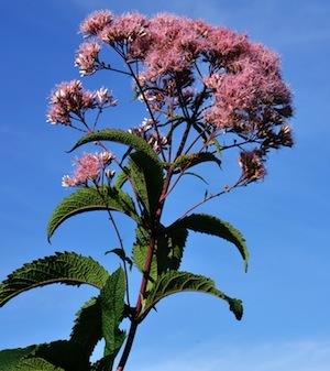 joe-pye-weed2