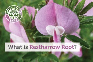 restharrow-root-blog-300x200