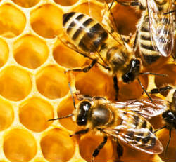 bees-on-honeycomb