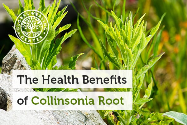 collinsonia-root