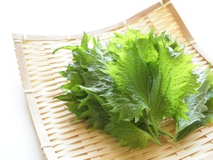 perilla-frutescens-small