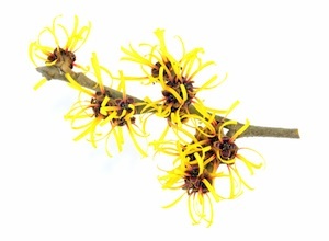 witch-hazel-small