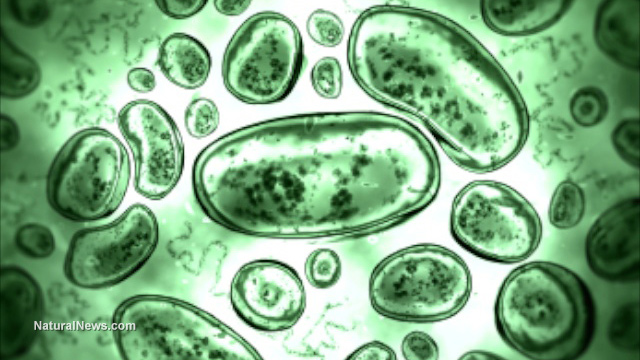 Bacteria-Germs-Cells.jpg