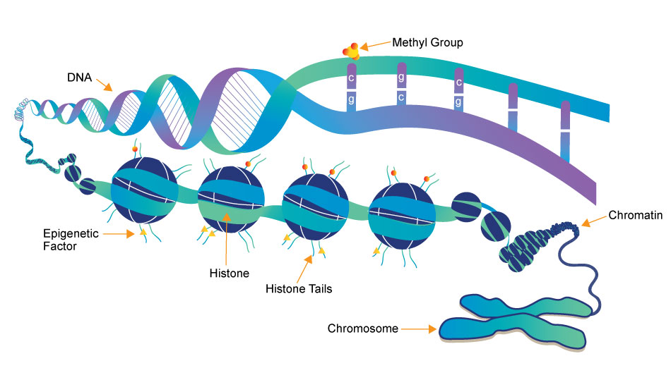 dna-chromatin-histone