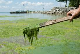 blue-green-alge-pollution