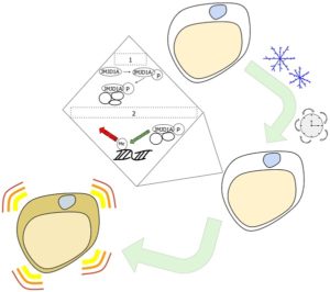 white-to-beige-fat-cell-epigenetics2-300x266