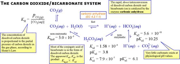 carbon_dioxide_bicarbonate_system