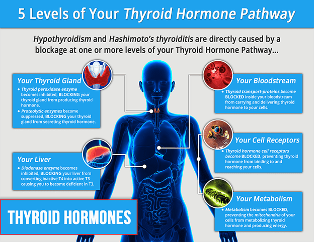 thyroid_hormone_pathway