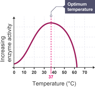 enzyme-acivity-temperature