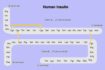 human_insulin
