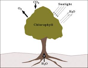 chlorophyll