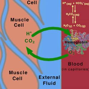 diffusion-directions-blood-muscle-cells