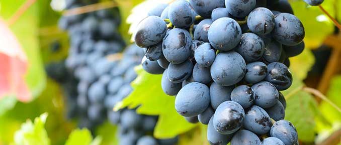 grapes-epigenetics-depression-678x289